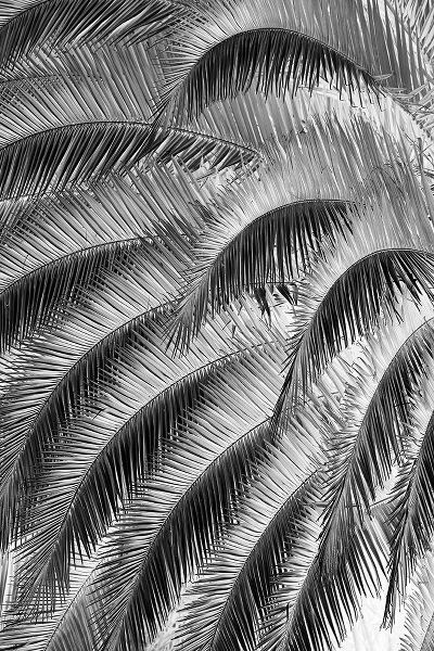 Jones, Adam 아티스트의 Black and White Pattern in branches of palm tree-Quito-Ecuador작품입니다.